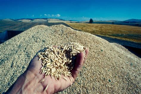 Oats riding high with other crops | Alberta Farmer Express