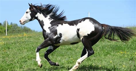 The 7 Most Popular Horse Breeds And Why We Love Them