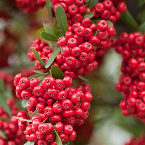 Pyracantha Red hedge plants | Red Firethorn hedging