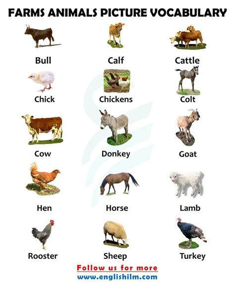 List Of Farm Animals | Farm's Animals Name with Images