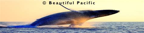 South Pacific Whale Watching Charters | Beautiful Pacific Holidays