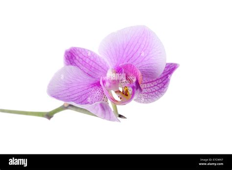 Beautiful purple orchid on white background Stock Photo - Alamy