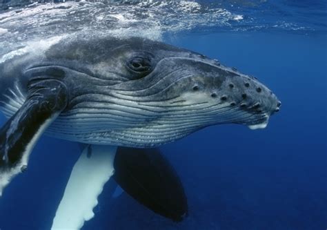 Humpback Whales Found in the Mediterranean Sea - Awesome Ocean