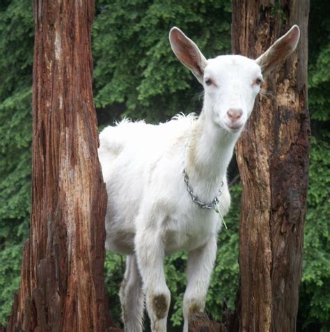 beautiful white alpine goat | Goats, Alpine goats, Goat farming