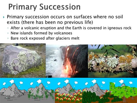 PPT - Aquatic Ecosystems and Succession PowerPoint Presentation, free download - ID:9636402