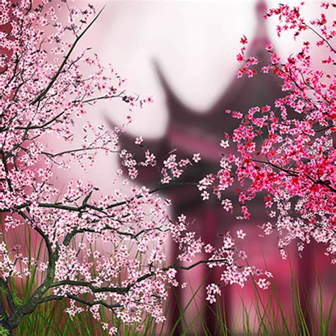 Bunga Sakura Wallpaper Bergerak