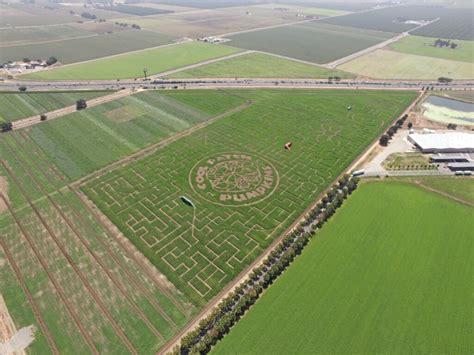 Cool Patch Pumpkins logo sprouts in Dixon corn maze – The Vacaville ...