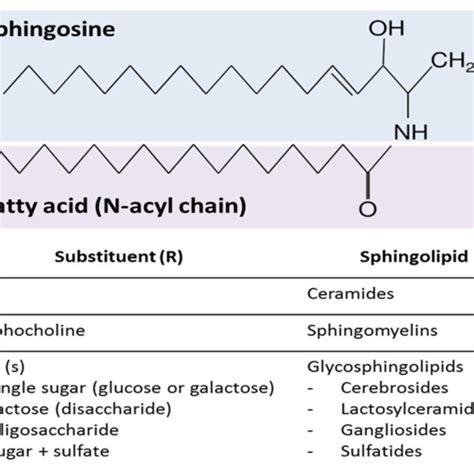 | Pathways of sphingolipid metabolism. Sphingolipids have three major... | Download Scientific ...