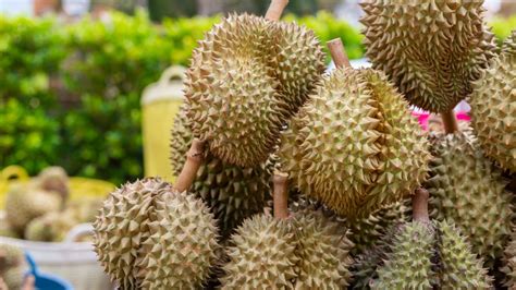 Why Does The Durian Fruit Smell So Bad?