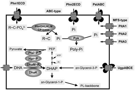 Phosphate metabolism in H. walsbyi. Scheme revealing the proteins ...