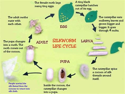 Blog About Silkworm Life Cycle