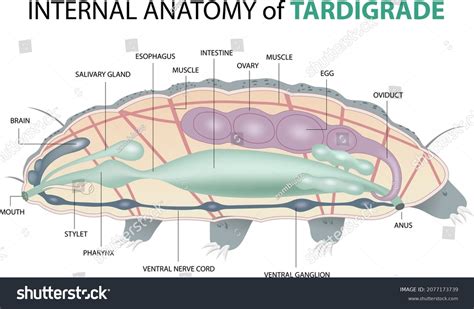 1 Diagram Tardigrade Anatomy Stock Vectors and Vector Art | Shutterstock