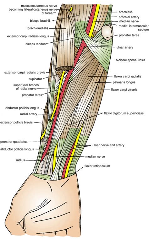 Diagram Nerves In Arm