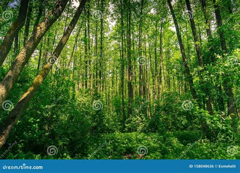 Tranquil Nature Scene with Green Summer Forest Stock Photo - Image of ...