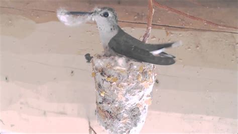 Hummingbird Building Nest (Hummer Helper Nesting Material SE7021) - YouTube