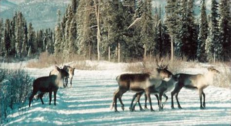 Viewing Wildlife in the Park - Wrangell - St Elias National Park ...