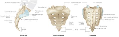 Sacral Bone Anatomy