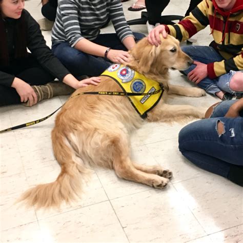 Morrisville Students De-Stress with Therapy Dogs