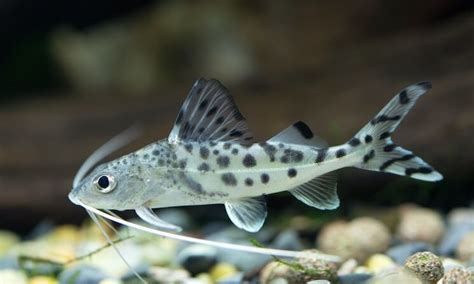 Top 17 Most Popular Freshwater Aquarium Catfish - Everything Fishkeeping