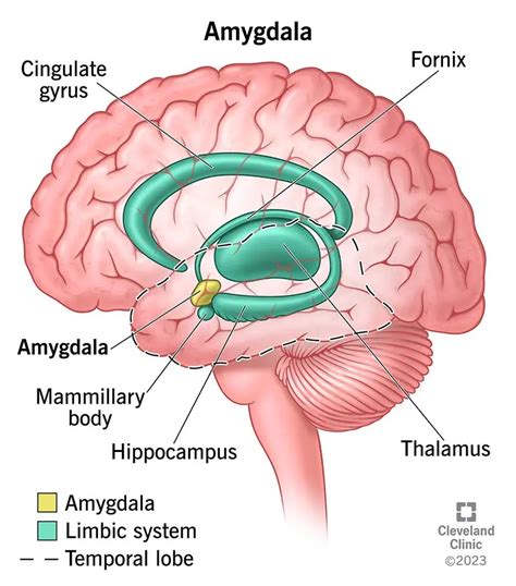 La Amígdala Y Su Función En La Inteligencia Emocional | ICCSI