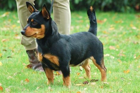 Lancashire Heeler Price and What To Look for When Buying One