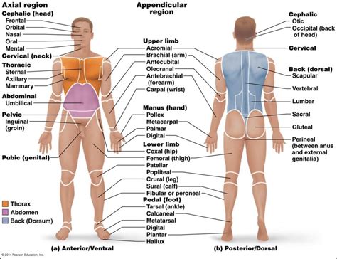 Anterior and Posterior Body Landmarks Diagram | Quizlet