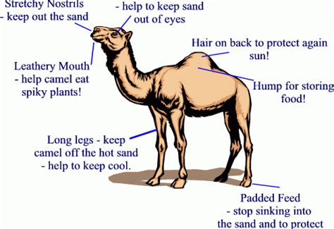 Structural adaptation | Science online