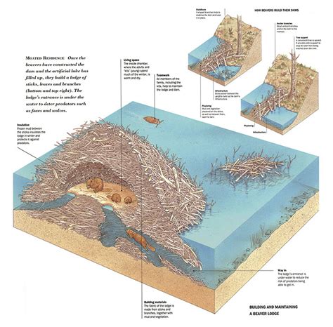 Bill Donohoe - Illustrator - Beaver Dam Cutaway