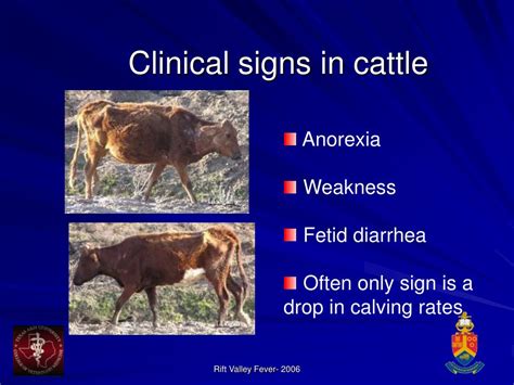 PPT - Rift Valley Fever Symptoms PowerPoint Presentation, free download ...