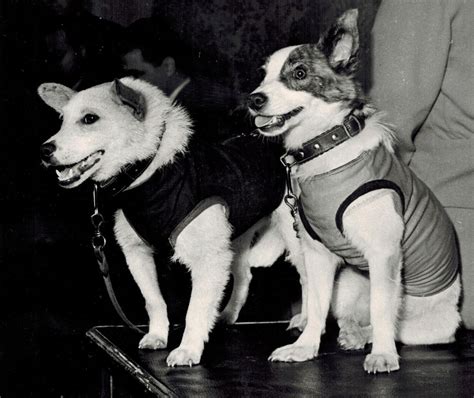 Belka and Strelka: Soviet Space Dogs | Amusing Planet