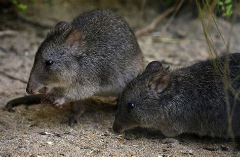 Long-nosed potoroos - Newquay Zoo