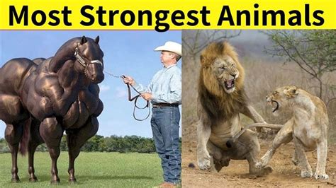 Top 5 Most Strongest And Powerful Animals In The World | Strongest animal, Animals, Animals of ...