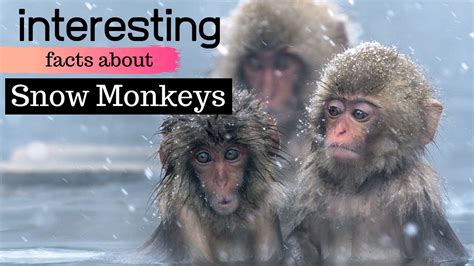 11 interesting facts about Snow Monkeys - YouTube