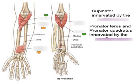 Pronation and Supination Diagram | Quizlet