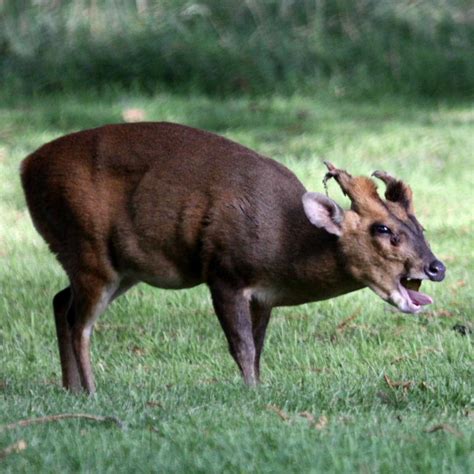 Muntjac Deer