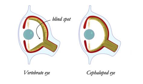 The similarity of a cephalopod eye to our own is a remarkable example of convergent evolution ...