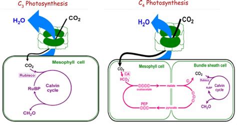 Systematic Comparison of C3 and C4 Plants Based on Metabolic Network ...