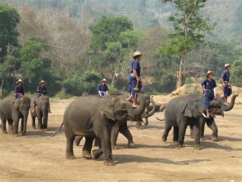 Elephants at the Mae Taeng Elephant Park nr Chiang Mai | Flickr