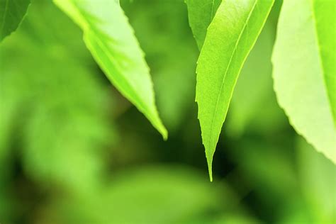 Green leaves on a blurred background Photograph by Oleksii Tkachenko ...