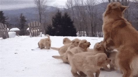 golden retriever | Tag | PrimoGIF