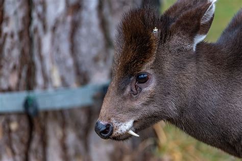 Have you met Norman the tufted deer fawn?| Cleveland Zoological Society | March 31, 2021