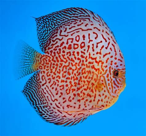 Discus Fish UK - Discus Tank setup, care and Breeding info