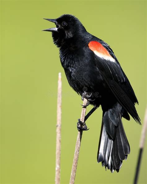 Red-winged Blackbird stock photo. Image of wing, green - 13965862