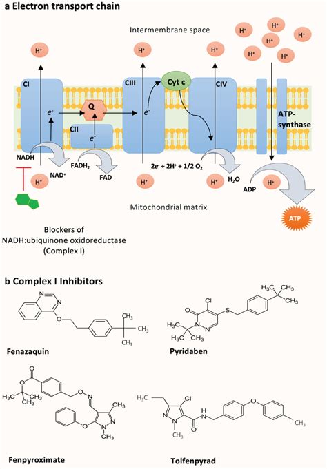 Schematic diagram of the mitochondrial electron transport chain (a) and ...