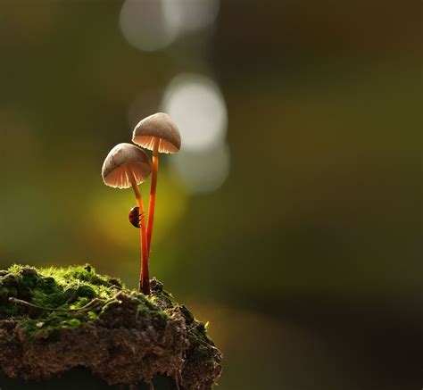 Ordinary Mushrooms In A Magical World By Vyacheslav Mishchenko