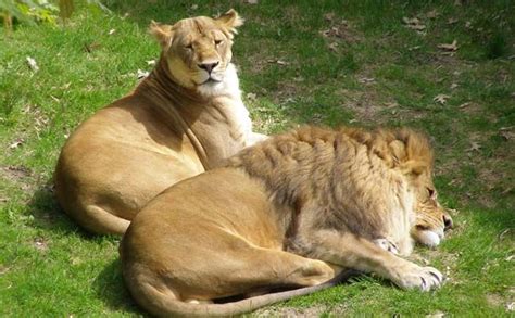 Lion « Como Park Zoo and Conservatory | Lion, Zoo, Lions