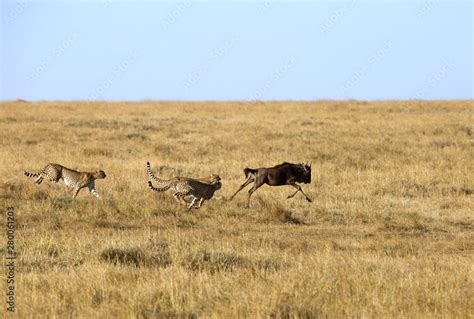 Cheetah hunting Wildebeest at Masai Mara, Kenya Stock Photo | Adobe Stock