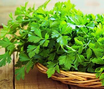 Herbs And Phytochemicals: Parsley Emerging As A Potential Source Of Cardioprotective ...