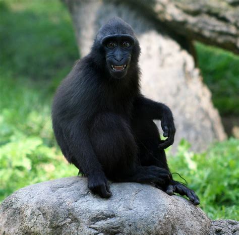 beruk hitam moor macaque - Felicity Butler