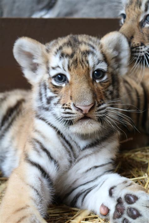 Amur Tiger Cubs are named following visitor naming contest